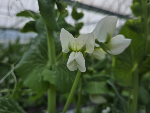 【岐阜県産】シャキッと甘い！スナップえんどう200g×5袋