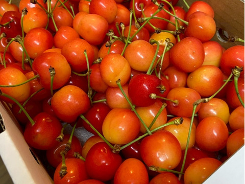 【完売】青森県産さくらんぼ　佐藤錦1㎏　バラ詰め