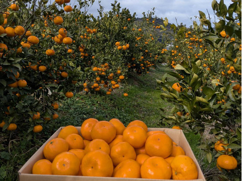 【新品種】「あおぽんミカン」5㎏。サイズ混合。