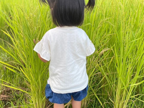 「お餅の王様」とも呼ばれているこがねもちを使用した杵つき餅。有機餅４種セット（転換期間中）