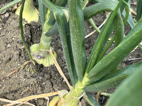 サイズ色々！淡路島産極早稲玉ねぎ5kg