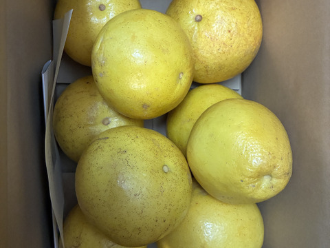 🏆柑橘グランプリ2026銀賞受賞 土佐文旦 化学合成農薬栽培期間中不使用 家庭用 大小混合 8個前後　文旦の本場👑高知県土佐市産　皮むき器付き　※北海道への配送はできません　２０２７年１月下旬発送