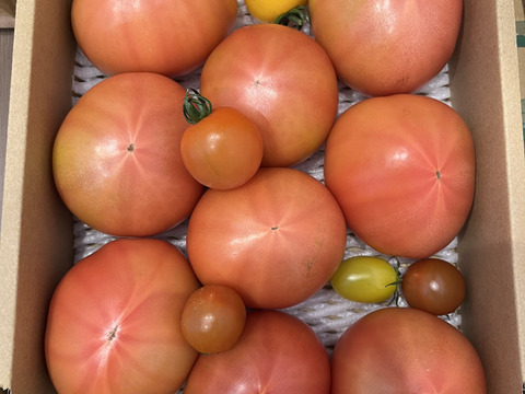 【 100％純トマト🍅】【雪ちゃんトマト】桃太郎トマト（2キロ箱満杯詰め）