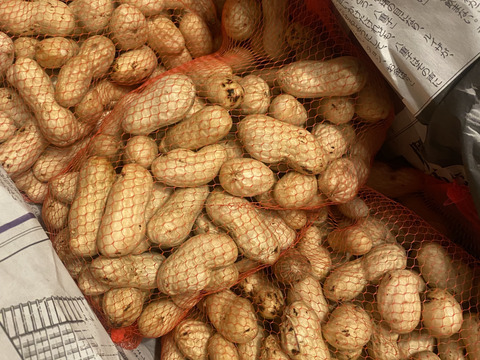 （3kg）茹でて最高の大粒落花生＜おおまさり＞