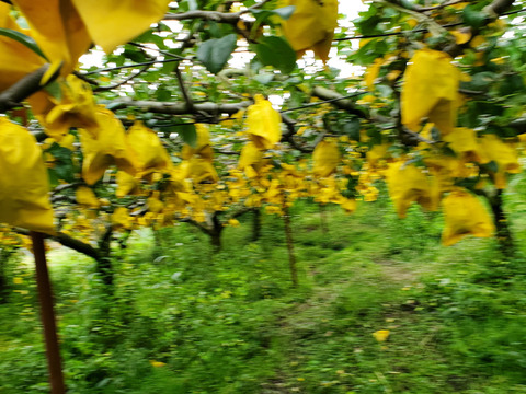 妖艶のフルーツ西洋梨ルレクチェ2kg (5-7玉)【訳あり】60サイズ