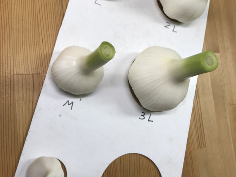 これぞ「旬」！甘さたっぷりフレッシュにんにく1.３kg L・M球18球前後