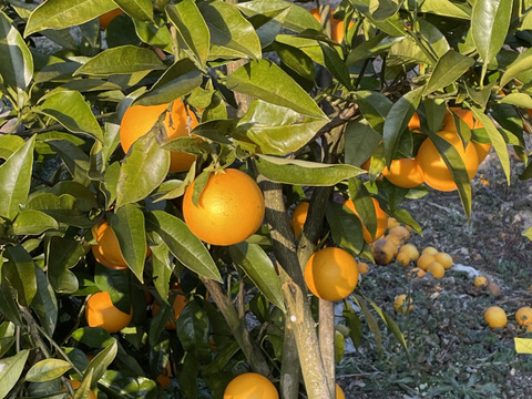 ブラッドオレンジ　タロッコ10キログラム