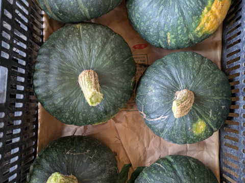 博多の夏野菜セット　7品