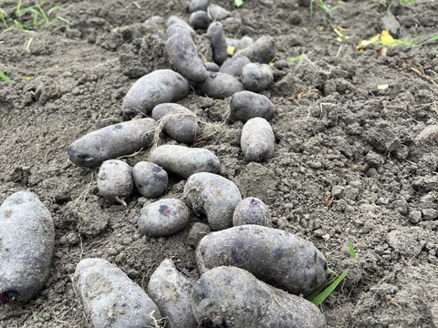 驚きの紫！新じゃが「シャドークイーン」5kg【自然栽培】