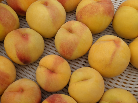 【7月下旬～発送】朝採りの樹上完熟・小布施町のみずみずしい桃「黄金桃」　自家用3キロ