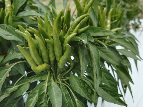 秋の自然栽培野菜LLセット7種類〜《12月、自然栽培野菜5.5kg前後80サイズ》朝採りで超新鮮［季節の固定種在来種専門農家だからできる］淡路島から初収穫固定種人参いり