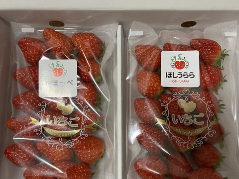 岡山県産いちご