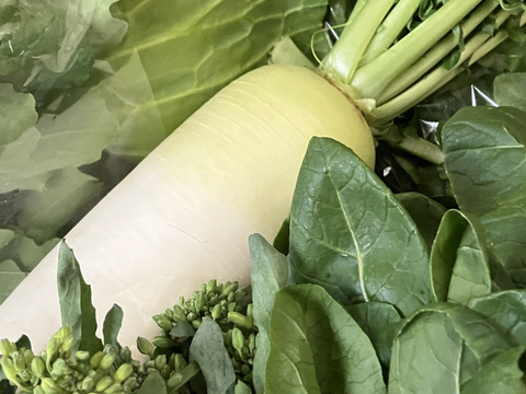 富士山麓の湧水育ち、おまかせ野菜セット