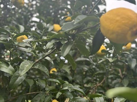 大きくてまろやかな酸味！黄色くなりました！
レモン　2ｋｇ