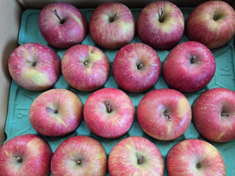 【栄養満点】 葉とらずふじ　5㎏　13～20玉　青森りんご　農家直送