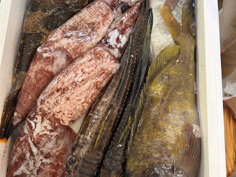 みーこさん専用 鮮魚box 楽天市場】海鮮 ギフト 詰め合わせ 朝獲れおまかせ鮮魚セット