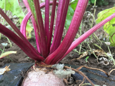 生でもおいしい旬のビーツ 1kg