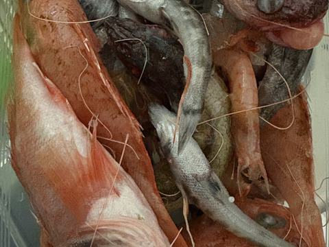 【魚ガチャ】初心者必見！何が入っているかわからない［未利用魚］おかず