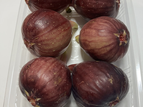 いちじく　２種セット　ドーフィン＆いちじくバナーネ　予約販売　順次配送