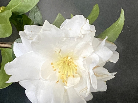 【山茶花５本】童謡の『たきび』の歌詞でおなじみのさざんかです。白いお花が雪のようです。さざんか♪さざんか♪咲いた道〜たき火だ♪たき火だ♪落ち葉たき♫