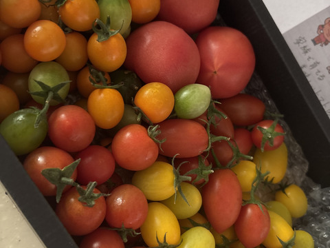 【定期便で５％お得】カラフルで甘いミニトマトの【おまかせ】詰め合わせセット（１ｋｇ）新鮮配送！ 完熟ツヤツヤ！魔法の美味しさ！【トマト食べ比べ】