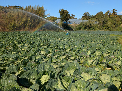ともちゃんセット（ブロッコリー３つ　&　春キャベツ２つ）