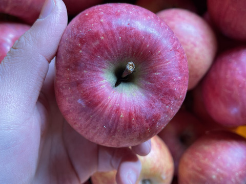 増量中！お買い得価格☆B級品サンふじ☆家庭用企画