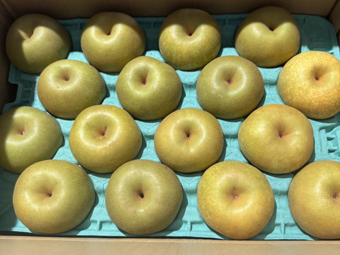 夏の定番🍏　千葉県産【幸水】5㎏　お手頃サイズ『14～20玉入』市川のなし・秀品