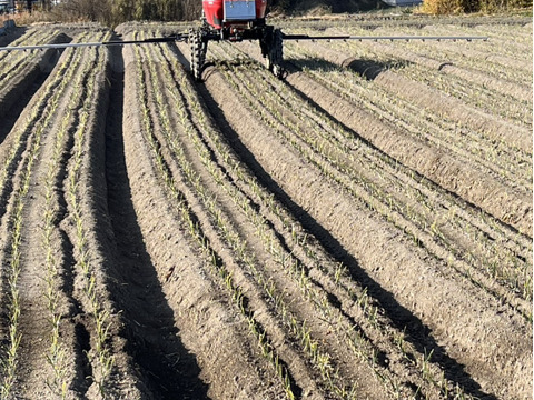 【淡路島直送】甘み凝縮！「淡路島産新玉ねぎ（品種：ターザン）」10kg（サイズ混合）