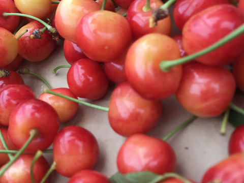 【 さくらんぼ:紅秀峰 】山形県天童産  500ｇ   【 肉厚果肉がジューシー 】【 大好評口コミ多数！！🍒 】訳あり【 朝どれ 】