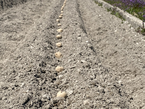新じゃが🥔甘くて人気の【キタアカリ】　重量分、箱いっぱいにお届けします