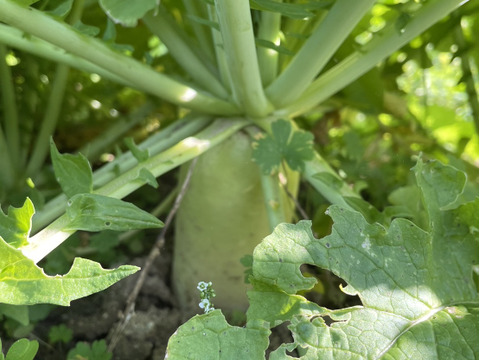 【自然栽培】大根（だいこん）3㎏（農薬・肥料不使用）