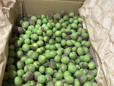 カリカリ梅に！手摘み甲州小梅　※ご好評につき完売いたしました。