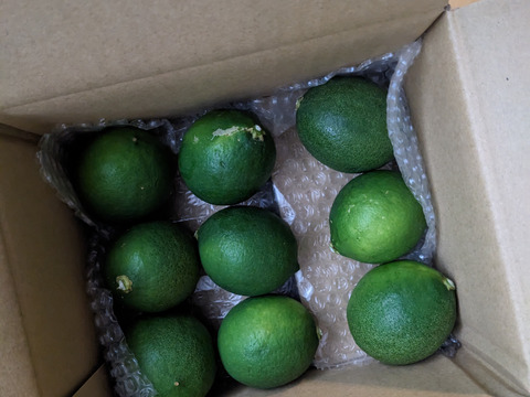 箱込約1㌔　マイヤーレモン　皮までバリバリ食べれる美味しさ