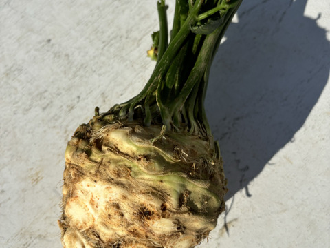 冬に食べたいあったか料理に！根セロリ（セロリアック）3㎏