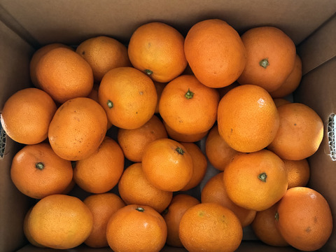 【冬ギフト】暁みかん3kg（小玉サイズ）11月中旬頃発送開始！