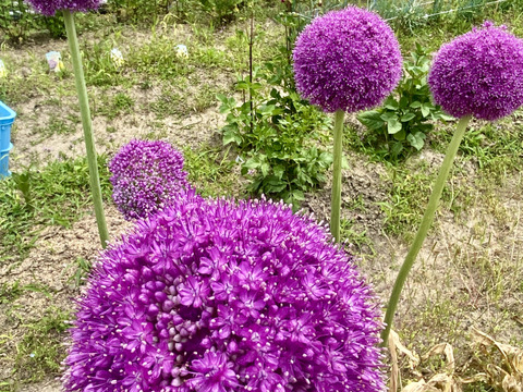 「3本、40㎝」アリウム（ギガンジューム）
