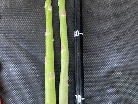 水の都 熊本の渓谷育ち｜甘み溢れる「極太」アスパラガス 500g