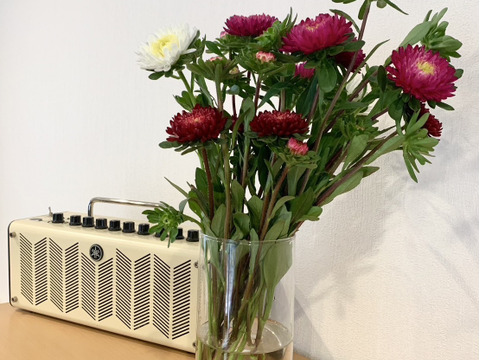 【旬のお花！】アスター10本　おまかせMiX（30〜50cm）