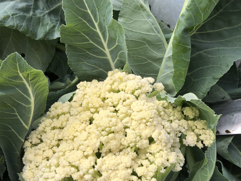 とてもジューシー　茎まで甘い　カリフローレ　1㎏　栽培期間中農薬・化学肥料・除草剤不使用