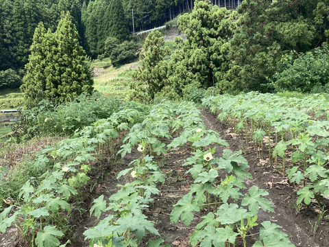 やわらか！丸オクラ１０００グラム