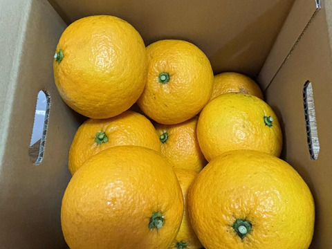 自然栽培♪  酸っぱい夏みかん3kg11～13玉