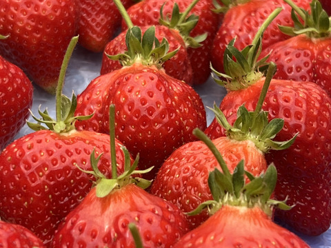 あさどり　高熟度　あまおう