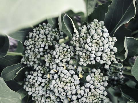 生食で食べられるカリーノケール！βカロテンをはじめビタミンE、Cなどを多く含んでいる栄養価の高い緑黄色野菜600gと
栄養素満点のスティックセニョール1.6k詰め合わせ