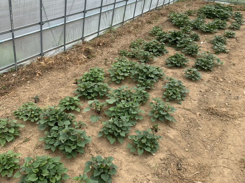 自家育苗・手掘り！　紅はるか　S~2Lサイズ混合　約4.5kg