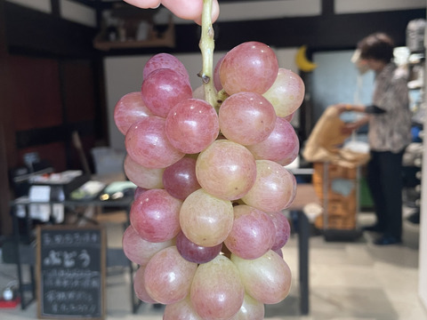 【朝どれ】【採れたて新鮮！！】コトピー[約1kg]9月下旬頃