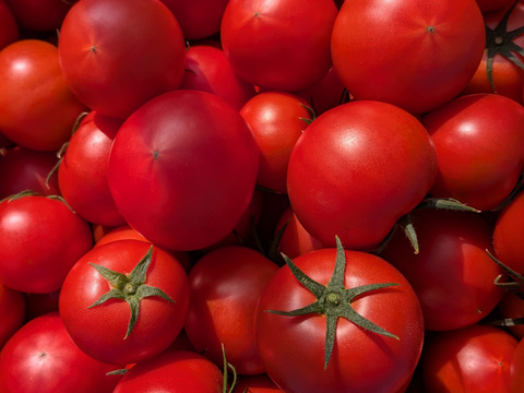 平均糖度8度以上！！べっぴん！大玉濃旨フルーツトマト（箱入り・約1.2kg)