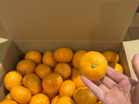 【5キロ家庭用】節減対象農薬　特別栽培で育てたからだにやさしい　有田みかん