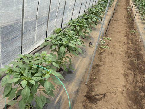 西日本一の夏秋ピーマン産地大分のピーマン　１キロ