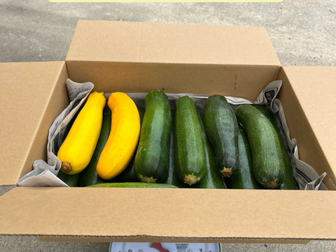 【自然栽培】旬の瑞々しいズッキーニ（4.5kg）